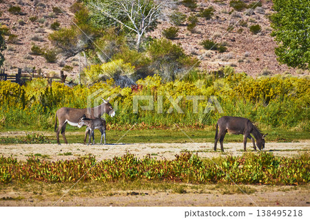 Wild Burros Grazing with Foal in Desert Landscape Nevada Wildlife Scene Wild Burros Grazing with Foal in Desert Landscape Nevada Wildlife Scene 138495218