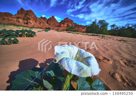 White Desert Flower with Green Leaves and Red Sandstone Landscape in Bright Sunlight White Desert Flower with Green Leaves and Red Sandstone Landscape in Bright Sunlight 138495250