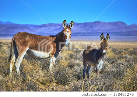 Wild Burros in Nevada Desert with Mountain Landscape and Blue Sky Wild Burros in Nevada Desert with Mountain Landscape and Blue Sky 138495276