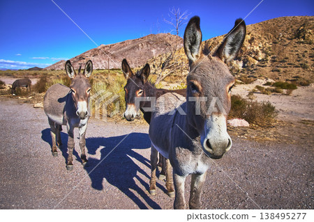 Wild Burros and Desert Landscape in Beatty Nevada Under Bright Blue Sky Wild Burros and Desert Landscape in Beatty Nevada Under Bright Blue Sky 138495277
