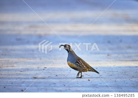 Quail Standing on Sunlit Ground in Wetlands Park Wildlife Nature in Las Vegas Quail Standing on Sunlit Ground in Wetlands Park Wildlife Nature in Las Vegas 138495285