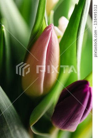 Spring floral background. Fresh tulips flowers bouquet. Dark moody. Mother's day. Macro photography Spring floral background. Fresh tulips flowers bouquet. Dark moody. Mother's day. Macro photography 138495312