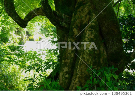 In early summer, along the river in Meihō-chō, Gujō-shi, Gifu Prefecture, the river flows clearly, seasonal flowers bloom, and the fresh greenery is vibrant. 138495361