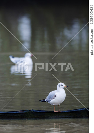 Close up of a black headed gull in winter lake in UK in December 2025 Close up of a black headed gull in winter lake in UK in December 2025 138495425