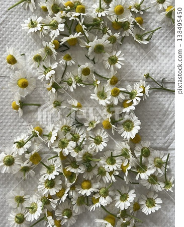 有機新鮮採摘的洋甘菊。 138495450