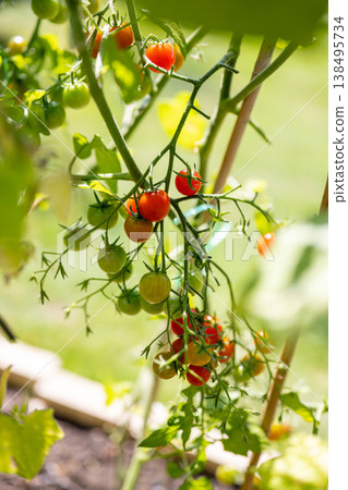 Organic farming, home growing vegetables. Red cherry tomatoes on a branch Organic farming, home growing vegetables. Red cherry tomatoes on a branch 138495734