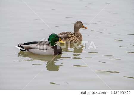 Mallard duck swimming in the pond, December 2025, UK. Mallard duck swimming in the pond, December 2025, UK. 138495745