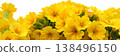 花園報春花 138496150