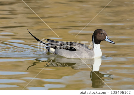 A duck duck swimming in the water A duck duck swimming in the water 138496162