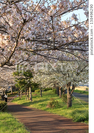 Cherry blossoms at Komatsugawa Senbonzakura (Edogawa, Tokyo) Cherry blossoms at Komatsugawa Senbonzakura (Edogawa, Tokyo) 138496290