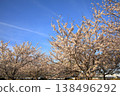Cherry blossoms at Komatsugawa Senbonzakura (Edogawa, Tokyo) Cherry blossoms at Komatsugawa Senbonzakura (Edogawa, Tokyo) 138496292