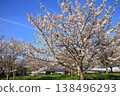 Cherry blossoms at Komatsugawa Senbonzakura (Edogawa, Tokyo) Cherry blossoms at Komatsugawa Senbonzakura (Edogawa, Tokyo) 138496293