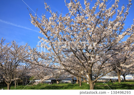小松川千本櫻的櫻花（東京江戶川區） 138496293
