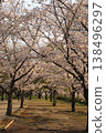 Cherry blossoms at Komatsugawa Senbonzakura (Edogawa, Tokyo) Cherry blossoms at Komatsugawa Senbonzakura (Edogawa, Tokyo) 138496297