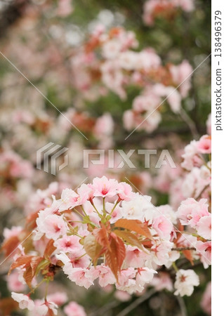 Cherry blossoms aren't just Somei Yoshino; mountain cherry blossoms are beautiful too. 138496379