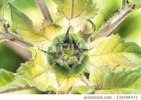Sunflower flower 138496472