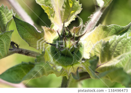Sunflower flower 138496473