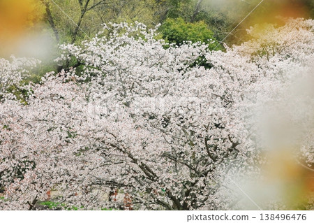 Cherry tree in full bloom Cherry tree in full bloom 138496476