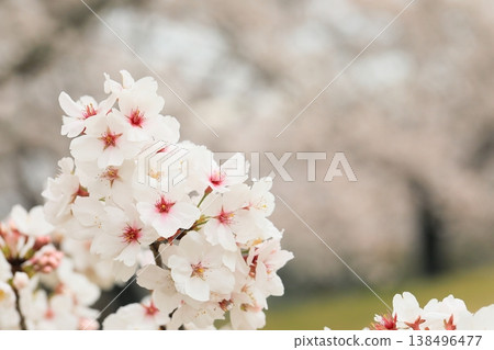 Cherry tree in full bloom  138496477