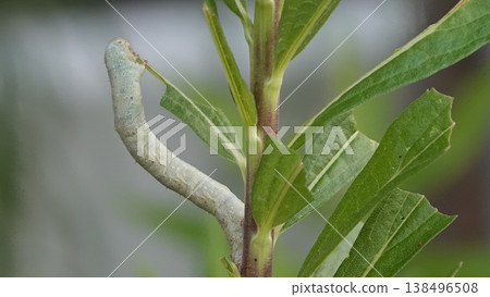 Caterpillar Caterpillar 138496508