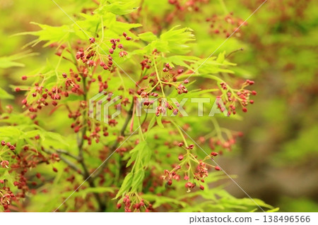 Autumn leaves in full bloom Autumn leaves in full bloom 138496566