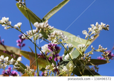 White and pink Hardenbergia flowers blooming in the early spring garden White and pink Hardenbergia flowers blooming in the early spring garden 138496572