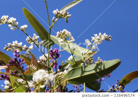 White and pink Hardenbergia flowers blooming in the early spring garden White and pink Hardenbergia flowers blooming in the early spring garden 138496574