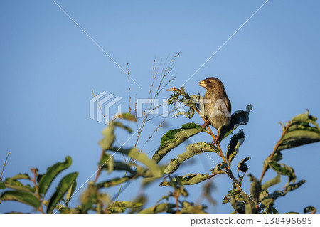 Red-billed Quelea in Greater Kruger National park, South Africa Red-billed Quelea in Greater Kruger National park, South Africa 138496695