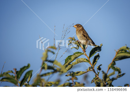 Red-billed Quelea in Greater Kruger National park, South Africa Red-billed Quelea in Greater Kruger National park, South Africa 138496696