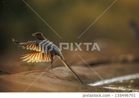 Red faced Mousebird in Greater Kruger National park, South Africa 138496701