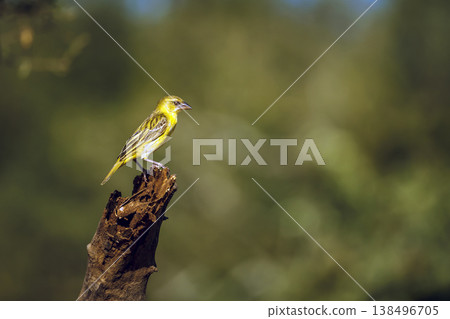 Village weaver in Greater Kruger National park, South Africa 138496705