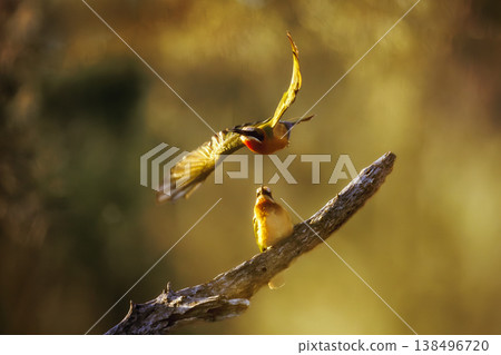 White fronted Bee eater in Greater Kruger National park, South Africa 138496720