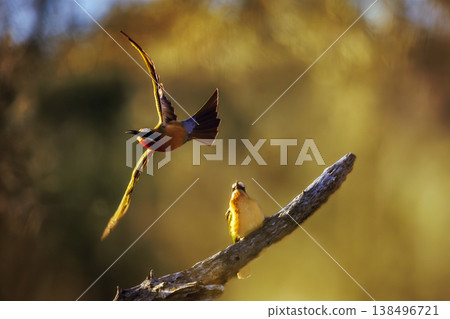 White fronted Bee eater in Greater Kruger National park, South Africa White fronted Bee eater in Greater Kruger National park, South Africa 138496721