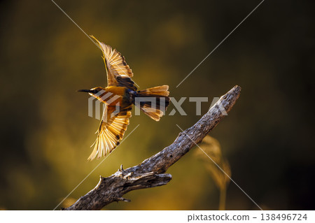 White fronted Bee eater in Greater Kruger National park, South Africa 138496724