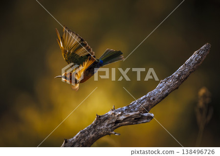 White fronted Bee eater in Greater Kruger National park, South Africa White fronted Bee eater in Greater Kruger National park, South Africa 138496726