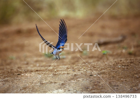 Wire tailed Swallow in Greater Kruger National park, South Africa Wire tailed Swallow in Greater Kruger National park, South Africa 138496733
