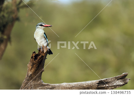 Woodland kingfisher in Greater Kruger National park, South Africa Woodland kingfisher in Greater Kruger National park, South Africa 138496735