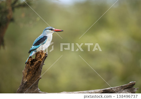 Woodland kingfisher in Greater Kruger National park, South Africa Woodland kingfisher in Greater Kruger National park, South Africa 138496737