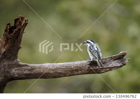 Acacia Pied Barbet in Greater Kruger National park, South Africa Acacia Pied Barbet in Greater Kruger National park, South Africa 138496762