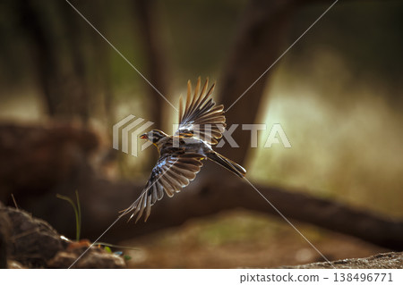 African Golden breasted Bunting in Greater Kruger National park, South Africa 138496771