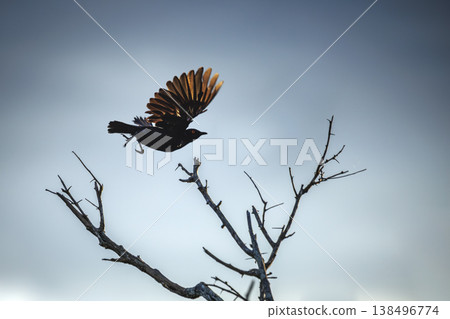 Cape Glossy Starling in Greater Kruger National park, South Africa Cape Glossy Starling in Greater Kruger National park, South Africa 138496774