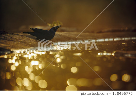 Cape Glossy Starling in Greater Kruger National park, South Africa Cape Glossy Starling in Greater Kruger National park, South Africa 138496775