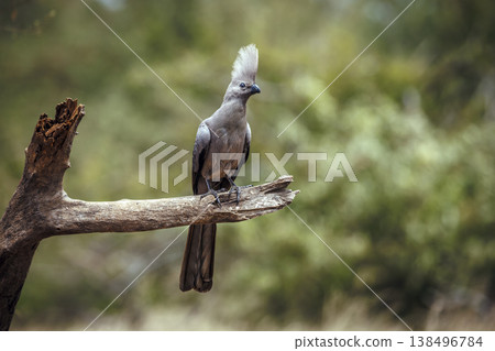 Grey go away bird in Greater Kruger National park, South Africa 138496784
