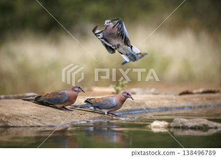 Laughing Dove in Greater Kruger National park, South Africa 138496789