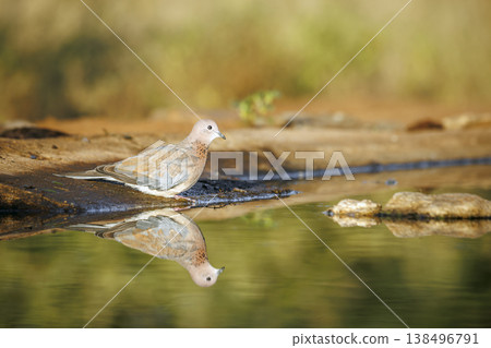 Laughing Dove in Greater Kruger National park, South Africa 138496791