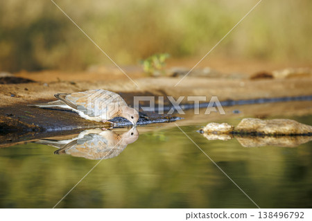 Laughing Dove in Greater Kruger National park, South Africa 138496792