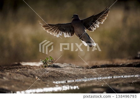 Laughing Dove in Greater Kruger National park, South Africa Laughing Dove in Greater Kruger National park, South Africa 138496793