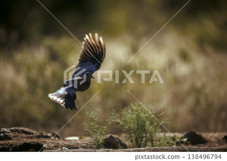 Laughing Dove in Greater Kruger National park, South Africa Laughing Dove in Greater Kruger National park, South Africa 138496794
