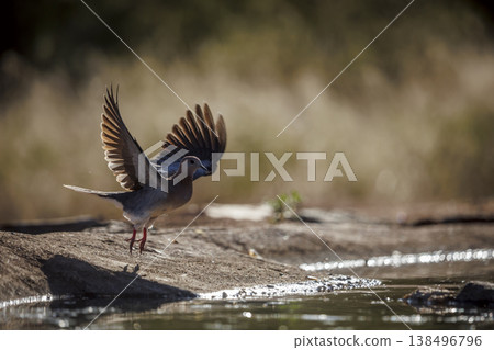 Laughing Dove in Greater Kruger National park, South Africa 138496796