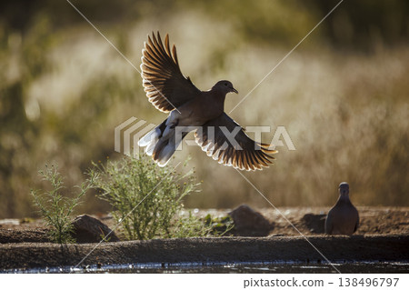 Laughing Dove in Greater Kruger National park, South Africa Laughing Dove in Greater Kruger National park, South Africa 138496797